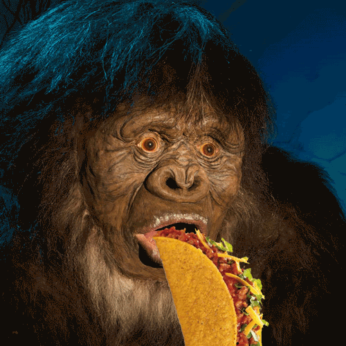 Name:  tacoape.gif
Views: 626
Size:  883.0 KB